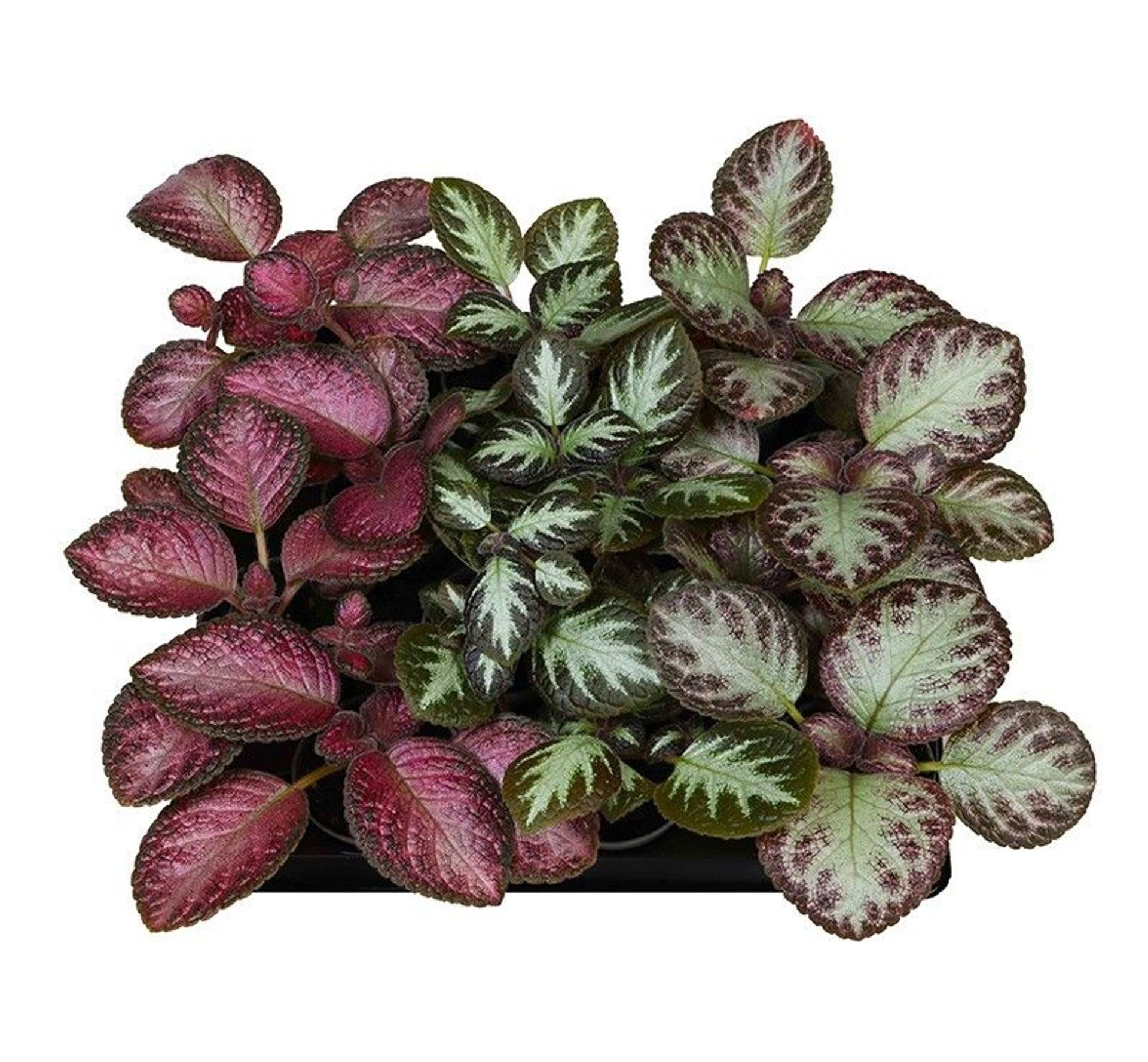 Episcia reptans 6cm Pot