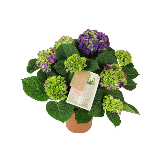 Hydrangea macrophylla Ningbo lila 40cm 14cm Pot