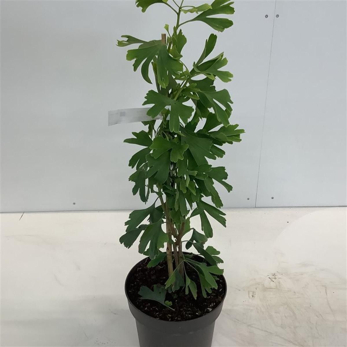 Ginkgo Little Emperor 60cm 21cm Pot