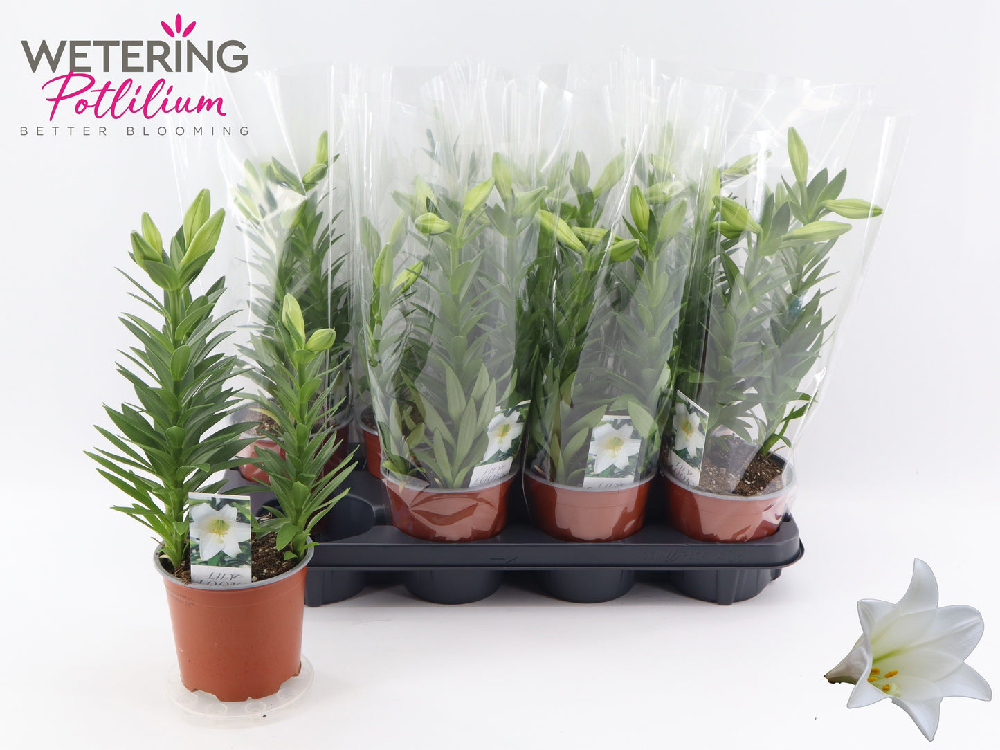 Wetering Potlilium BV Lilium longiflorum Miracle Pack of 8