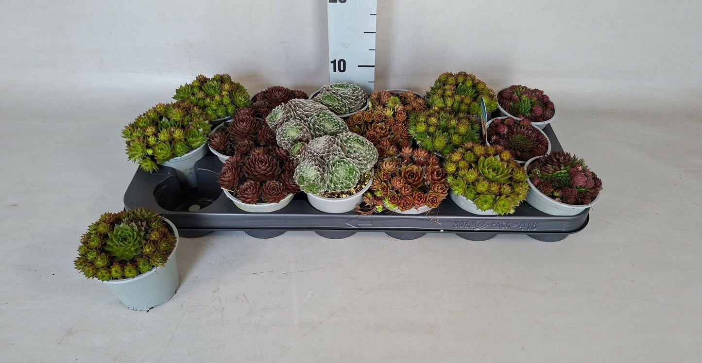 Sempervivum mix 10cm 9cm Pot