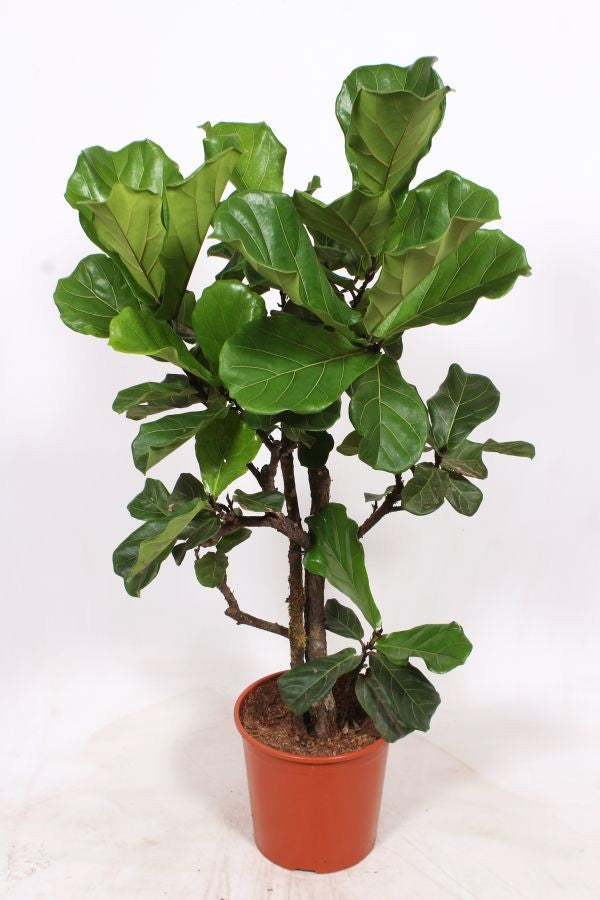 Ficus lyrata 140cm 30cm Pot