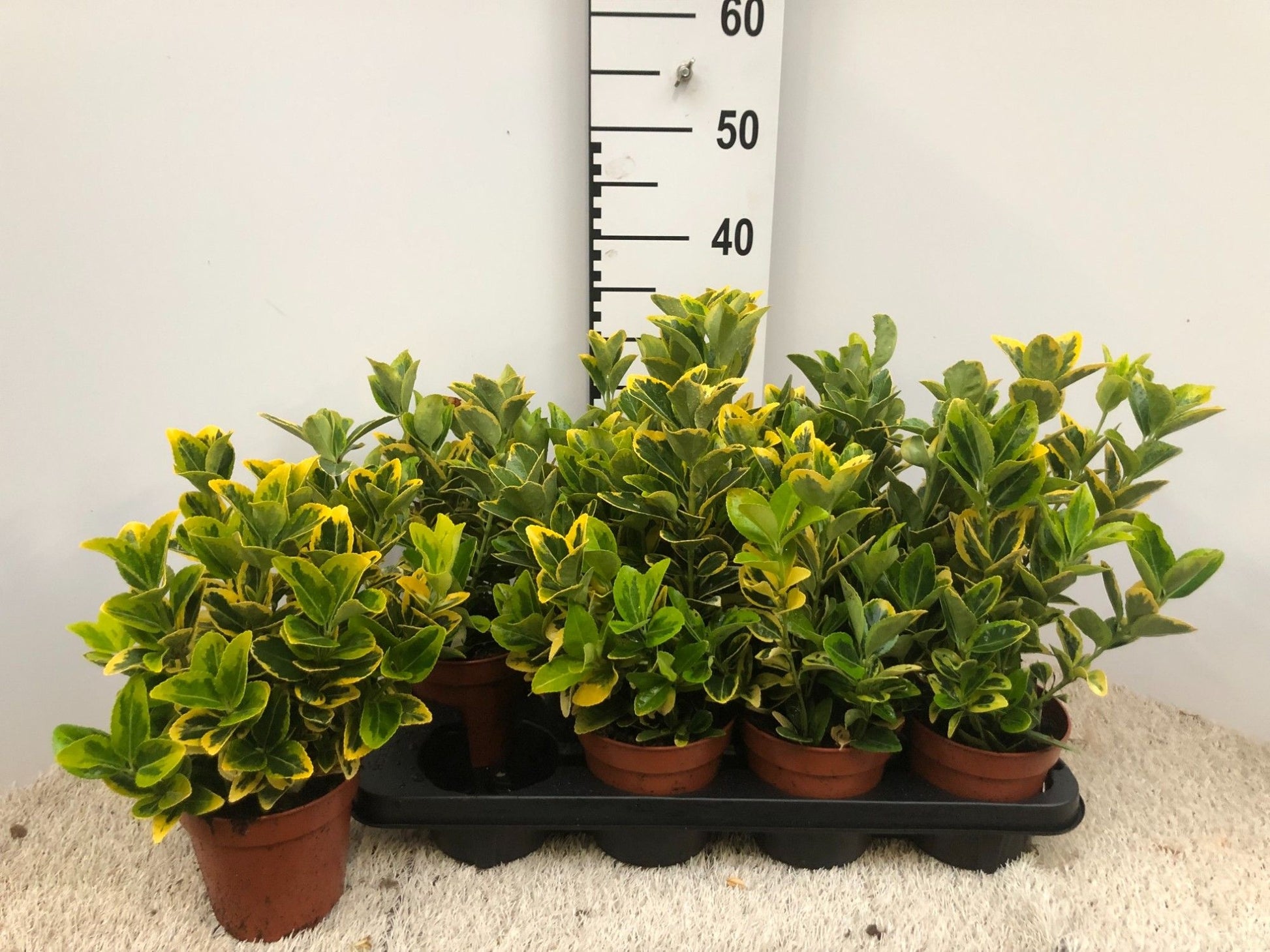 Euonymus jap. Aureus 30cm 13cm Pot