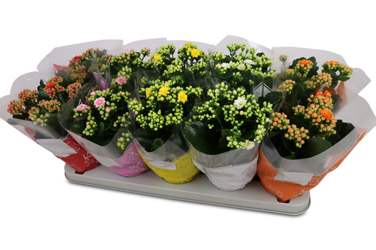 Kalanchoe Perfecta mix 25cm 12cm Pot
