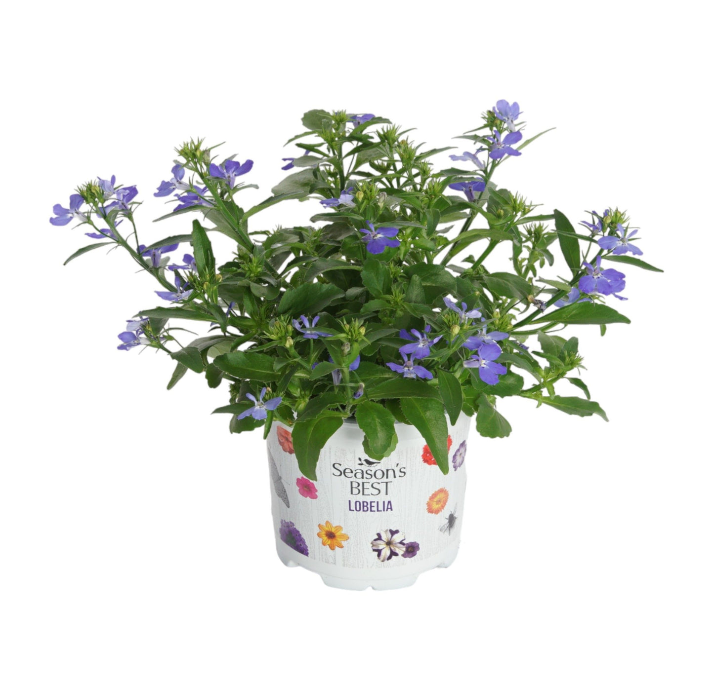 Lobelia Richardii 15cm 510cm Pot