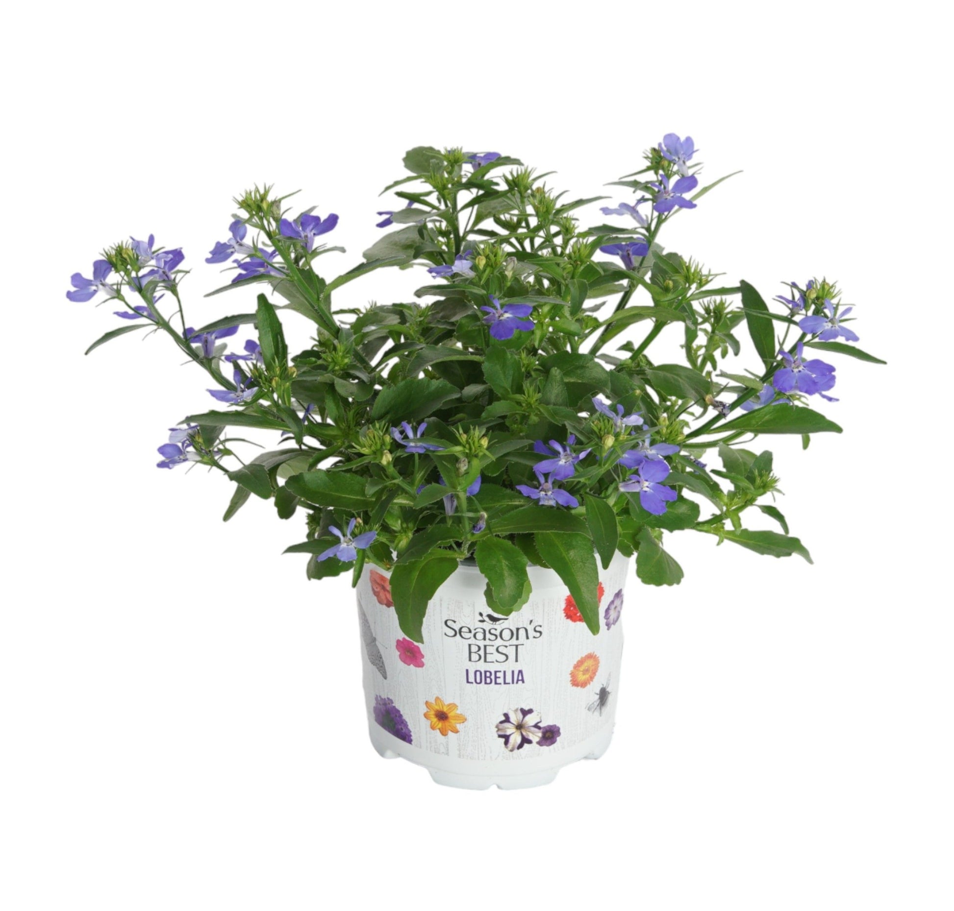 Lobelia Richardii 15cm 510cm Pot