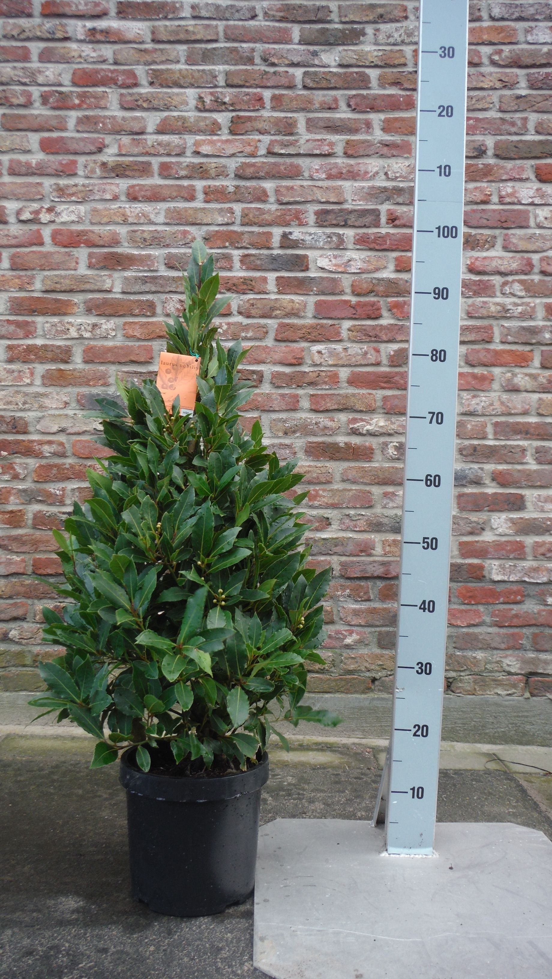 Laurus nobilis pyramid 90cm 20cm Pot