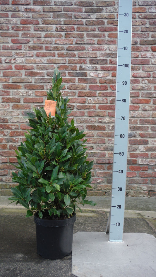 Laurus nobilis pyramid 90cm 20cm Pot