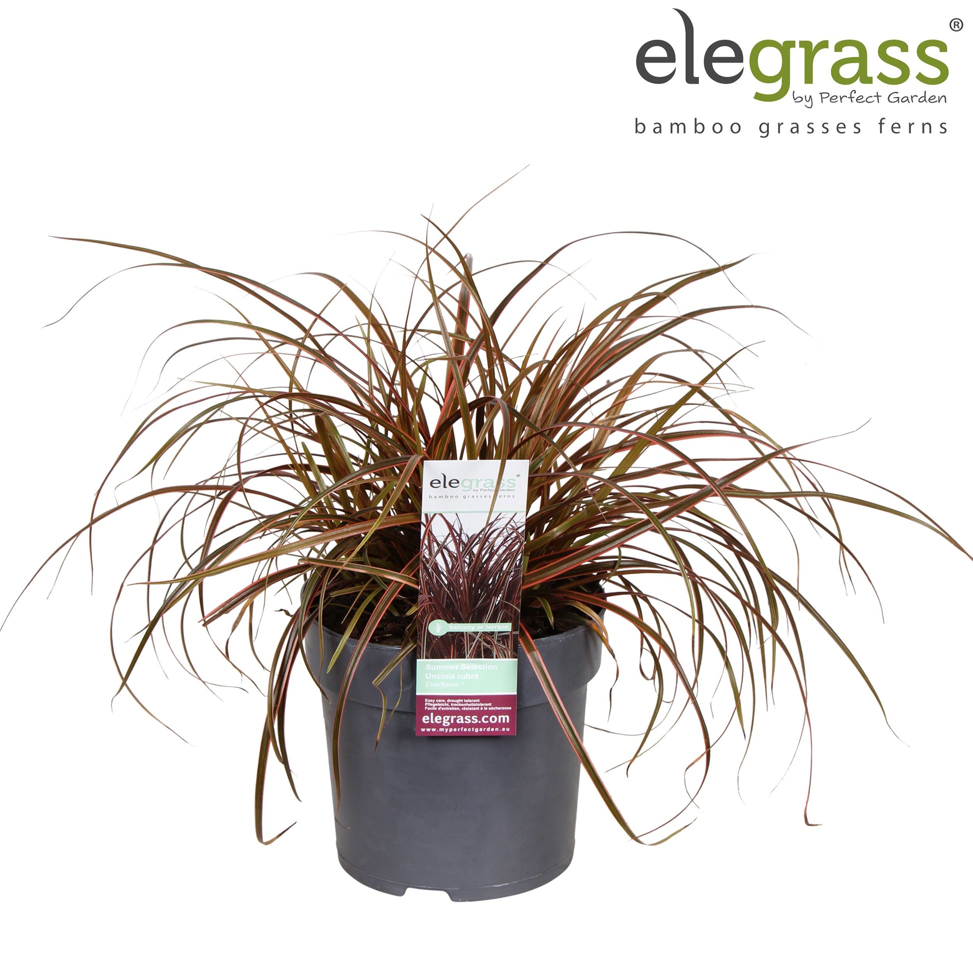 Uncinia rubra Everflame 40cm 14cm Pot