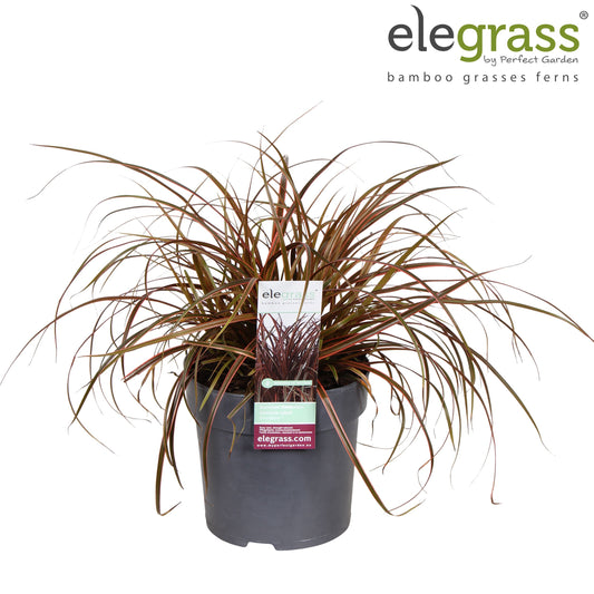 Uncinia rubra Everflame 40cm 14cm Pot