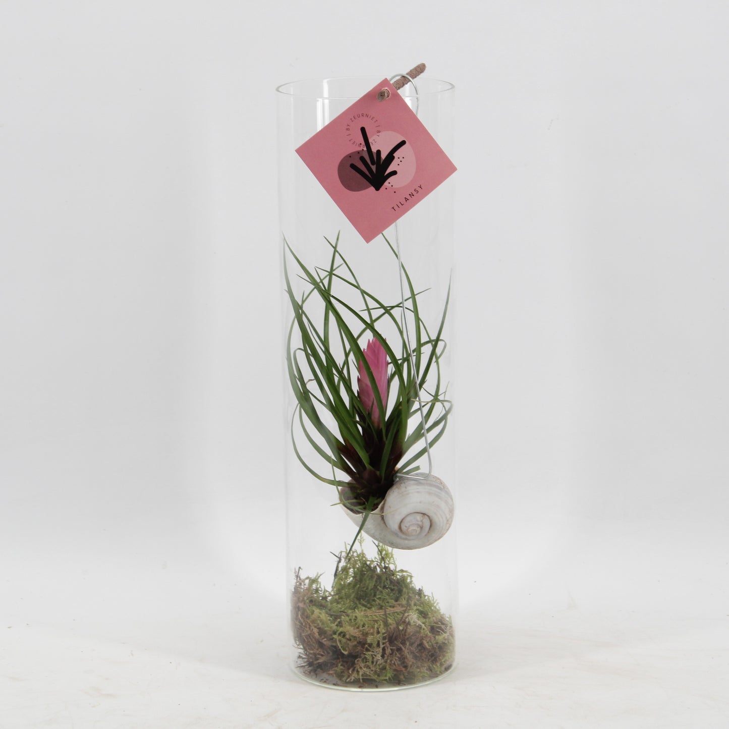 arr. Tillandsia cyanea Snaily 38cm 11cm Pot