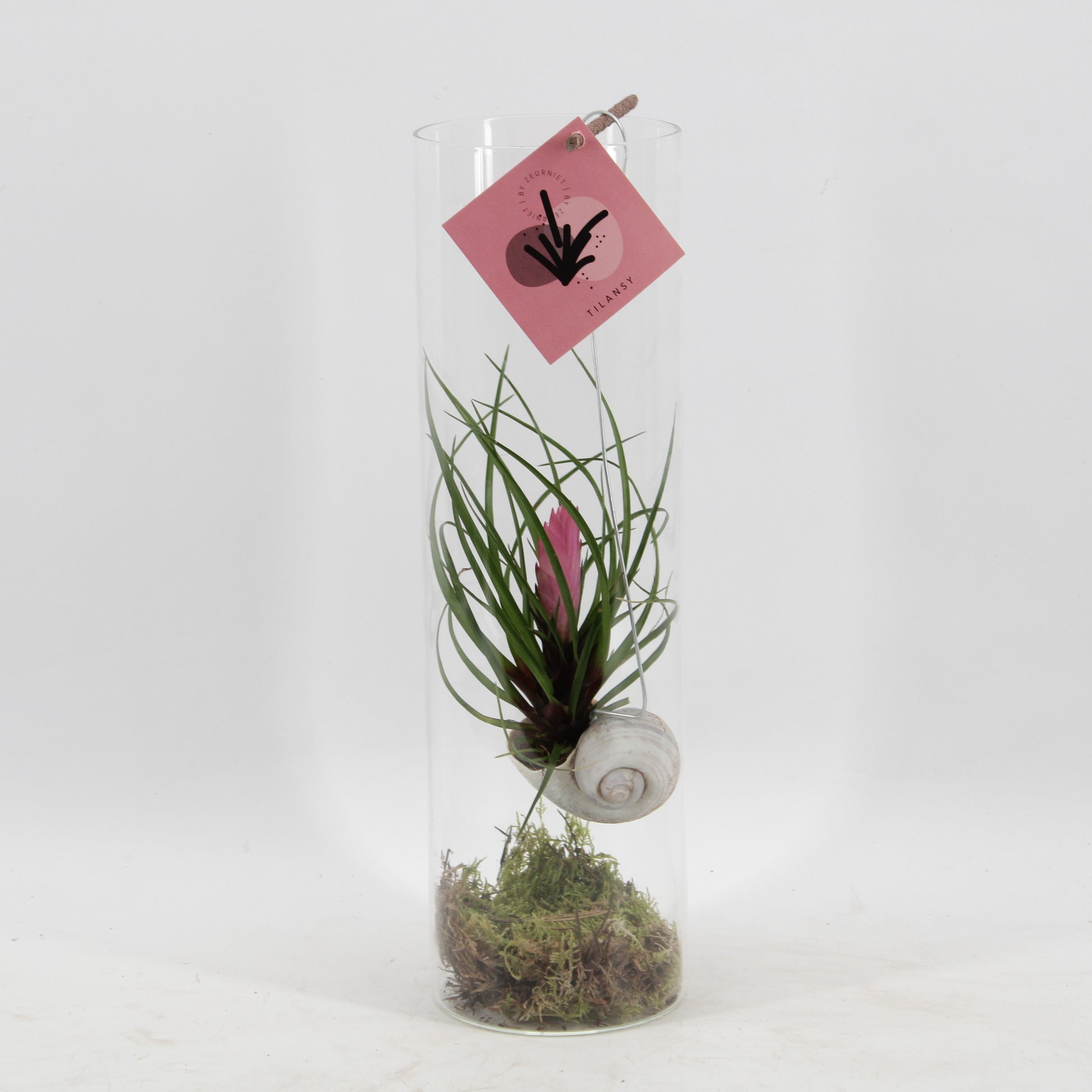 arr. Tillandsia cyanea Snaily 38cm 11cm Pot