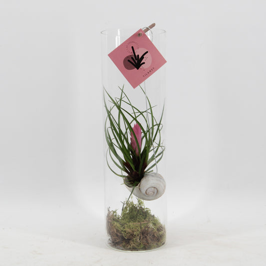 arr. Tillandsia cyanea Snaily 38cm 11cm Pot