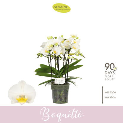 Phalaenopsis multiflora white 35cm 12cm Pot
