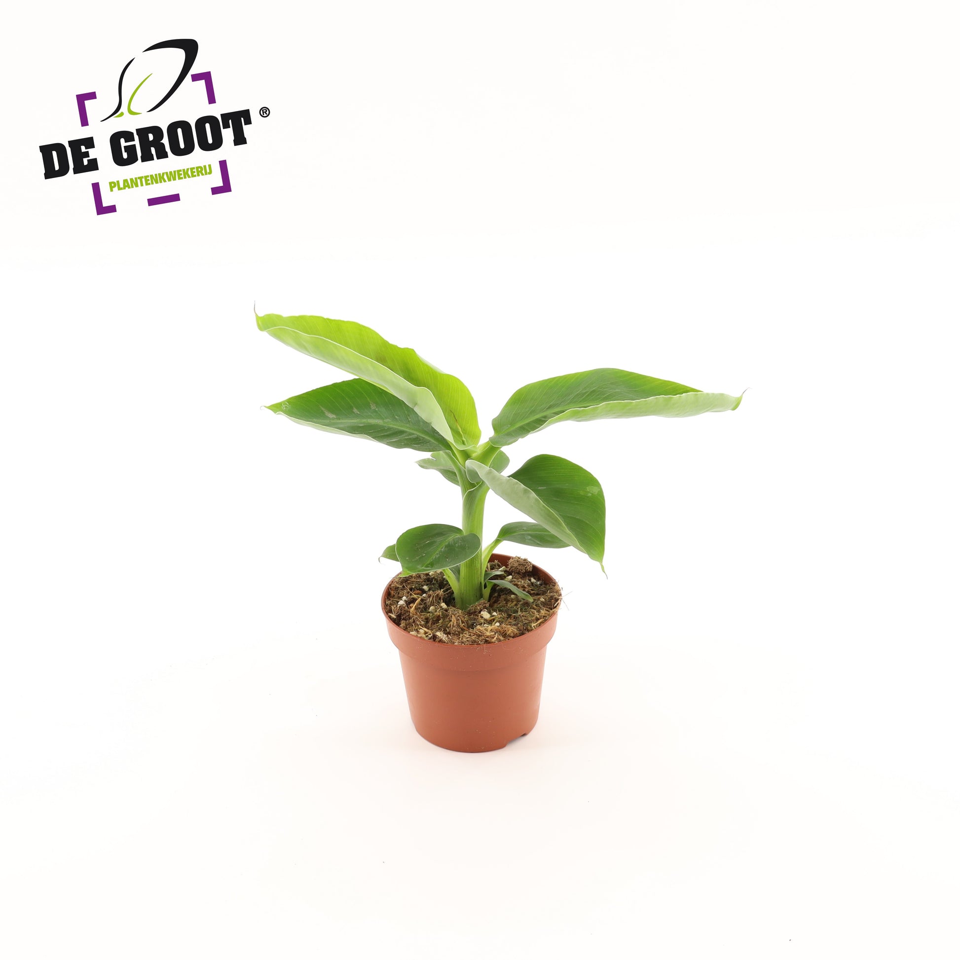 Musa Oriental Dwarf 30cm 12cm Pot