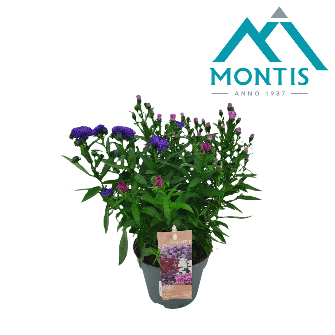 Aster nb. Showmaker trio 30cm 14cm Pot