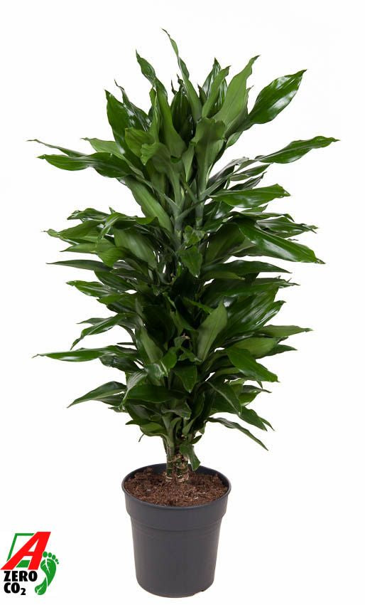 Dracaena frag. Janet Lind branched 100cm 24cm Pot