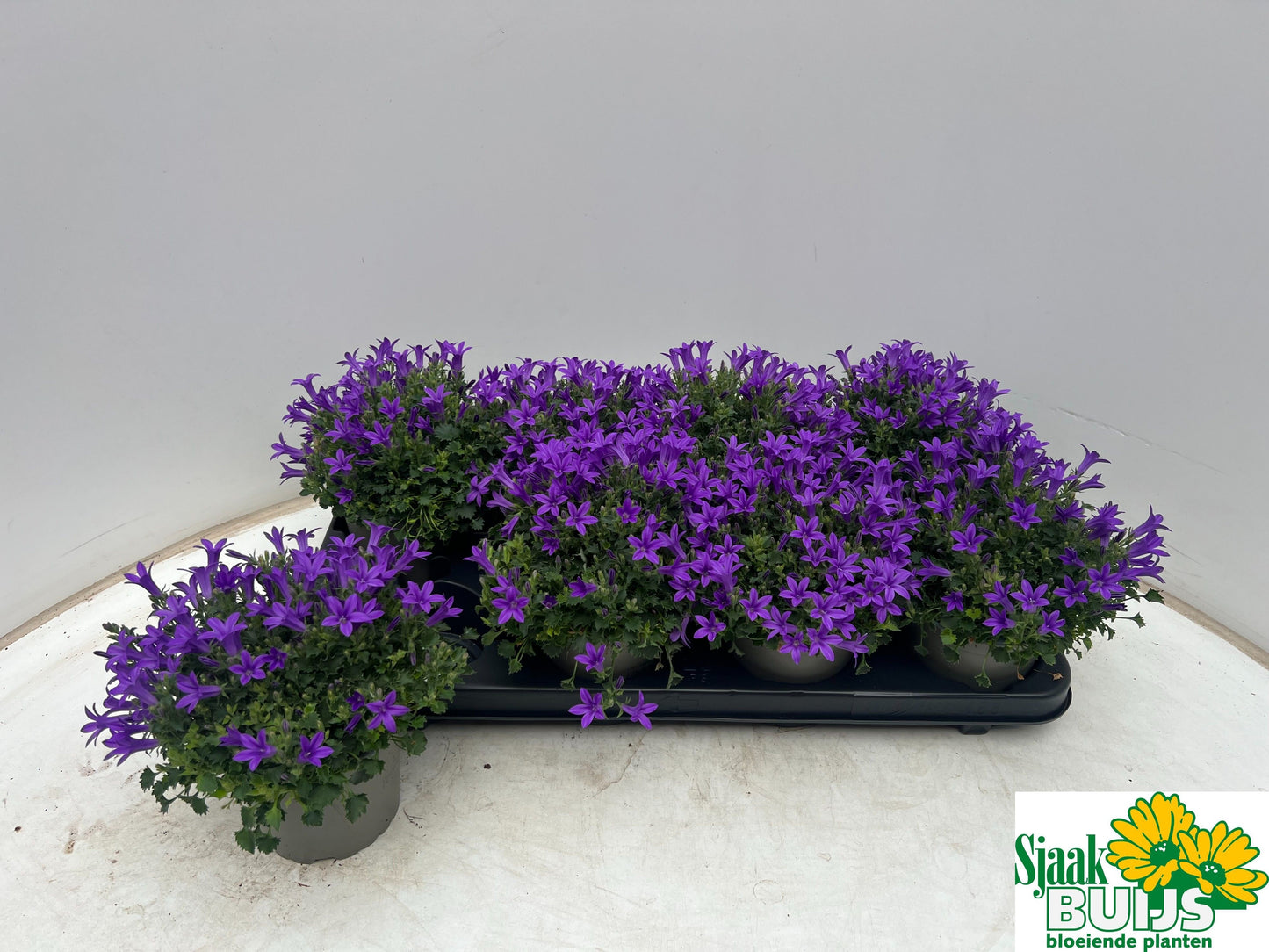 Campanula por. Kris 20cm 12cm Pot