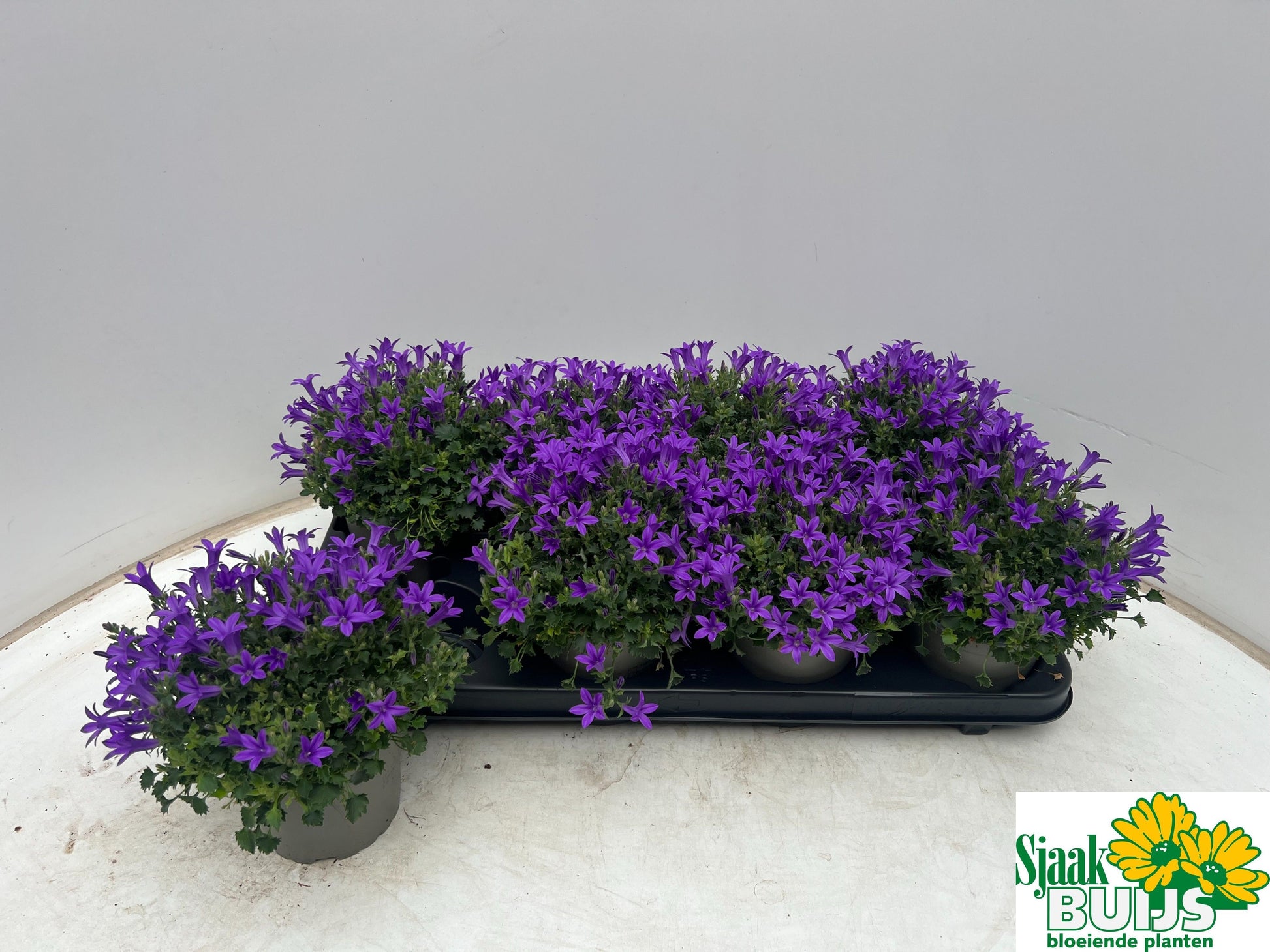 Campanula por. Kris 20cm 12cm Pot