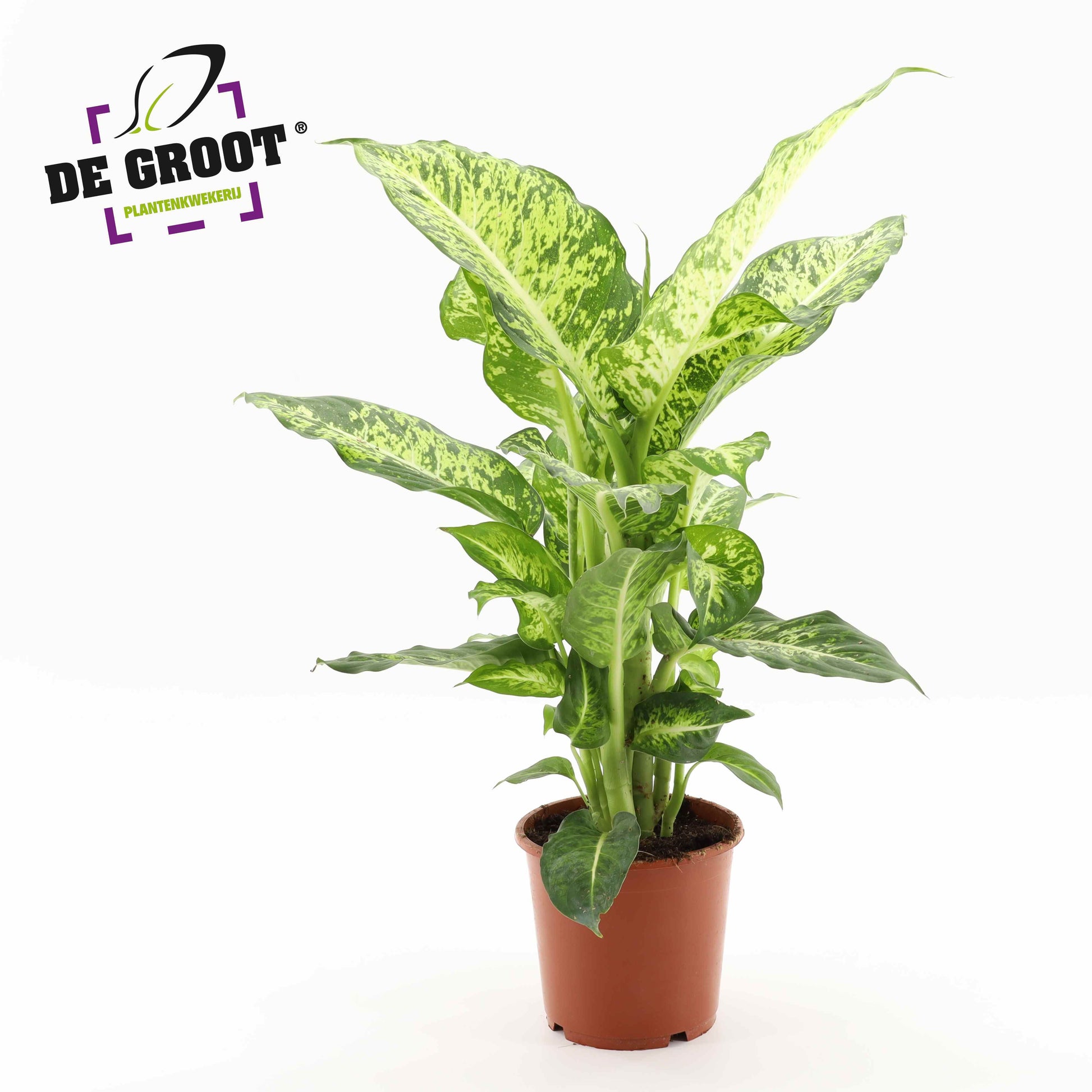 Dieffenbachia Mars 60cm 17cm Pot