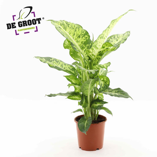 Dieffenbachia Mars 60cm 17cm Pot