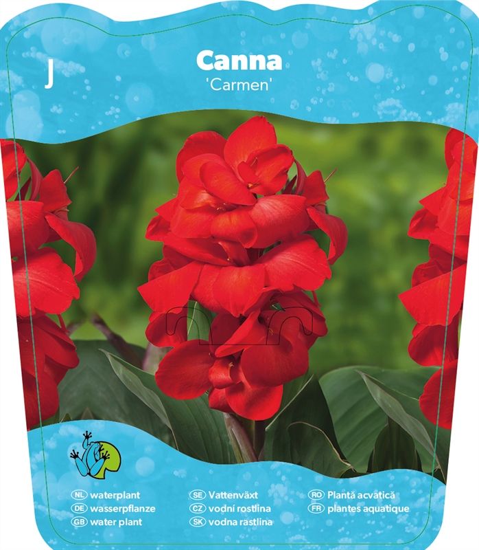 Canna Cannasol Happy Carmen 30cm 18cm Pot