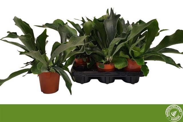 Platycerium bifurcatum 45cm 12cm Pot