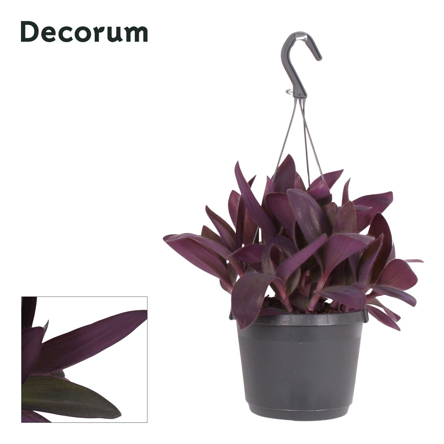 Tradescantia Purple Heart 35cm 17cm Pot