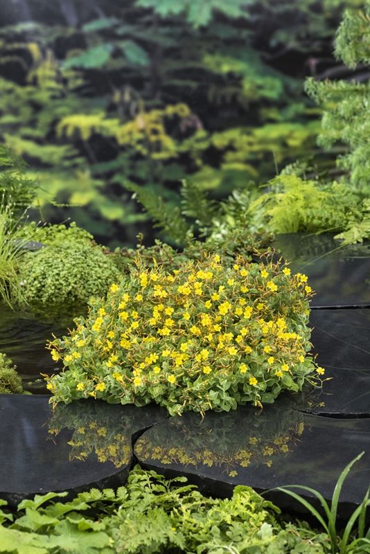 Hypericum dum. Peter Dummer 20cm 18cm Pot