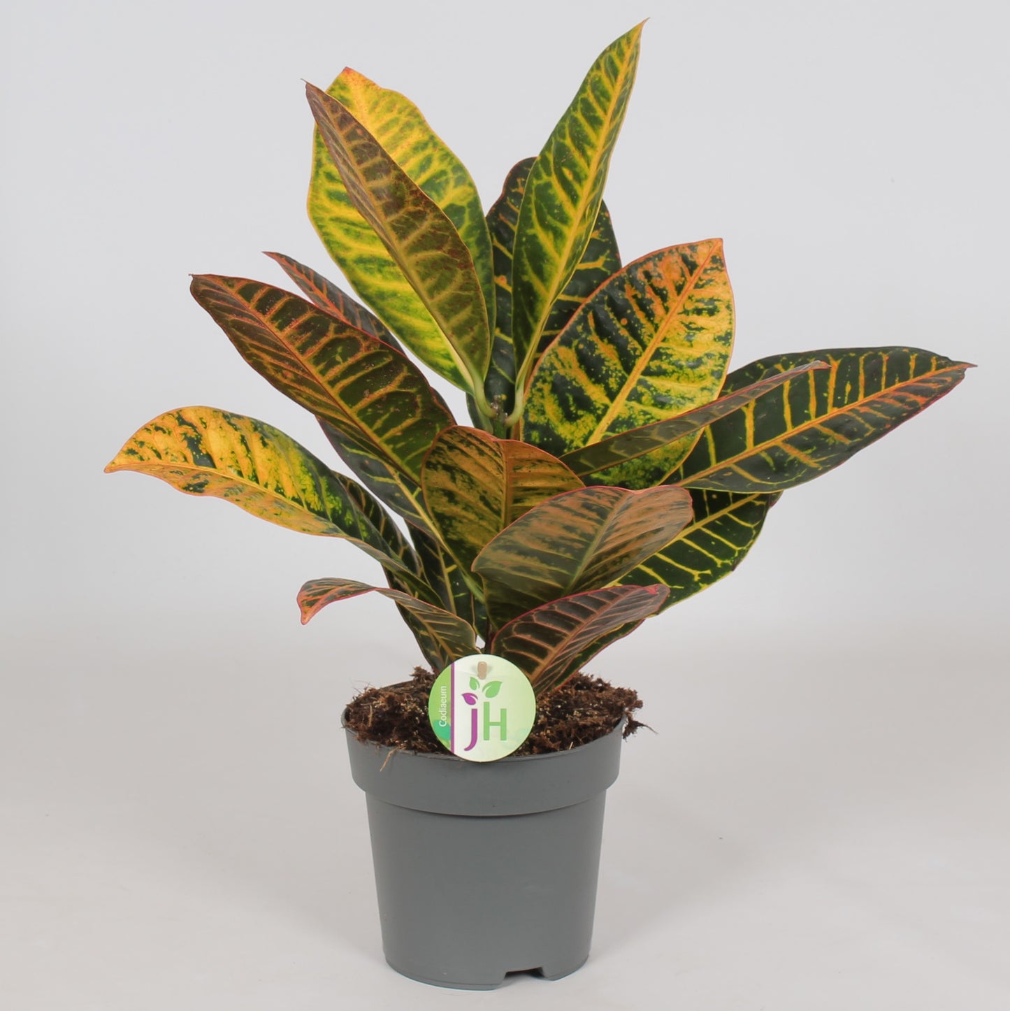 Codiaeum Petra 45cm 17cm Pot