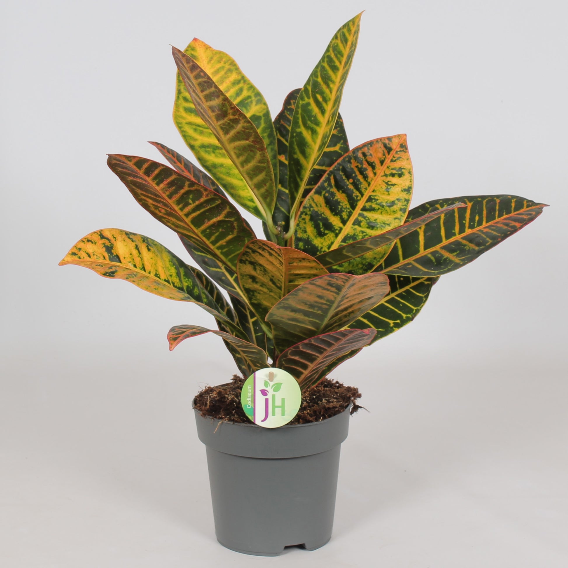 Codiaeum Petra 45cm 17cm Pot