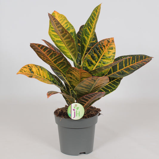 Codiaeum Petra 45cm 17cm Pot