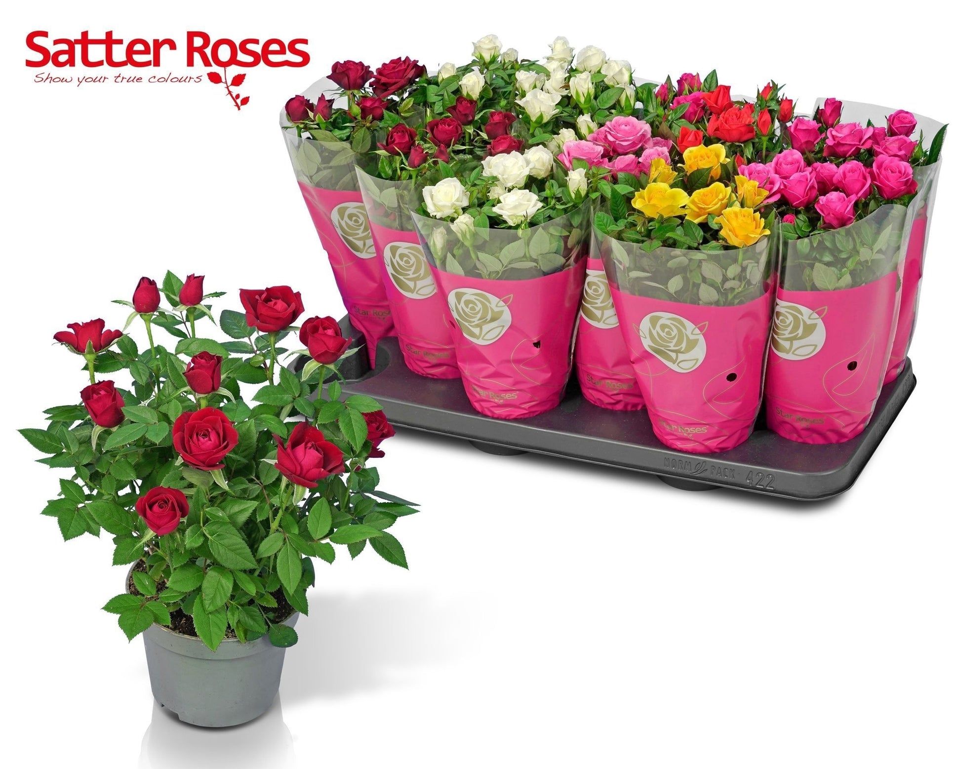 Rosa Star mix 26cm 510cm Pot