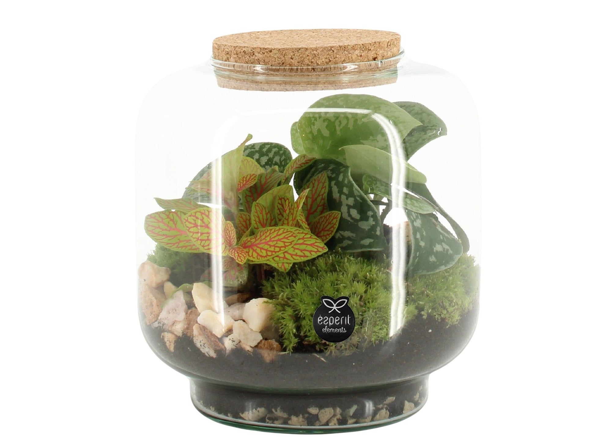 Glass Terrarium 17cm 17cm Pot