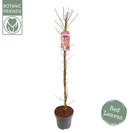 Acer palm. Skeeters Broom 175cm 30cm Pot