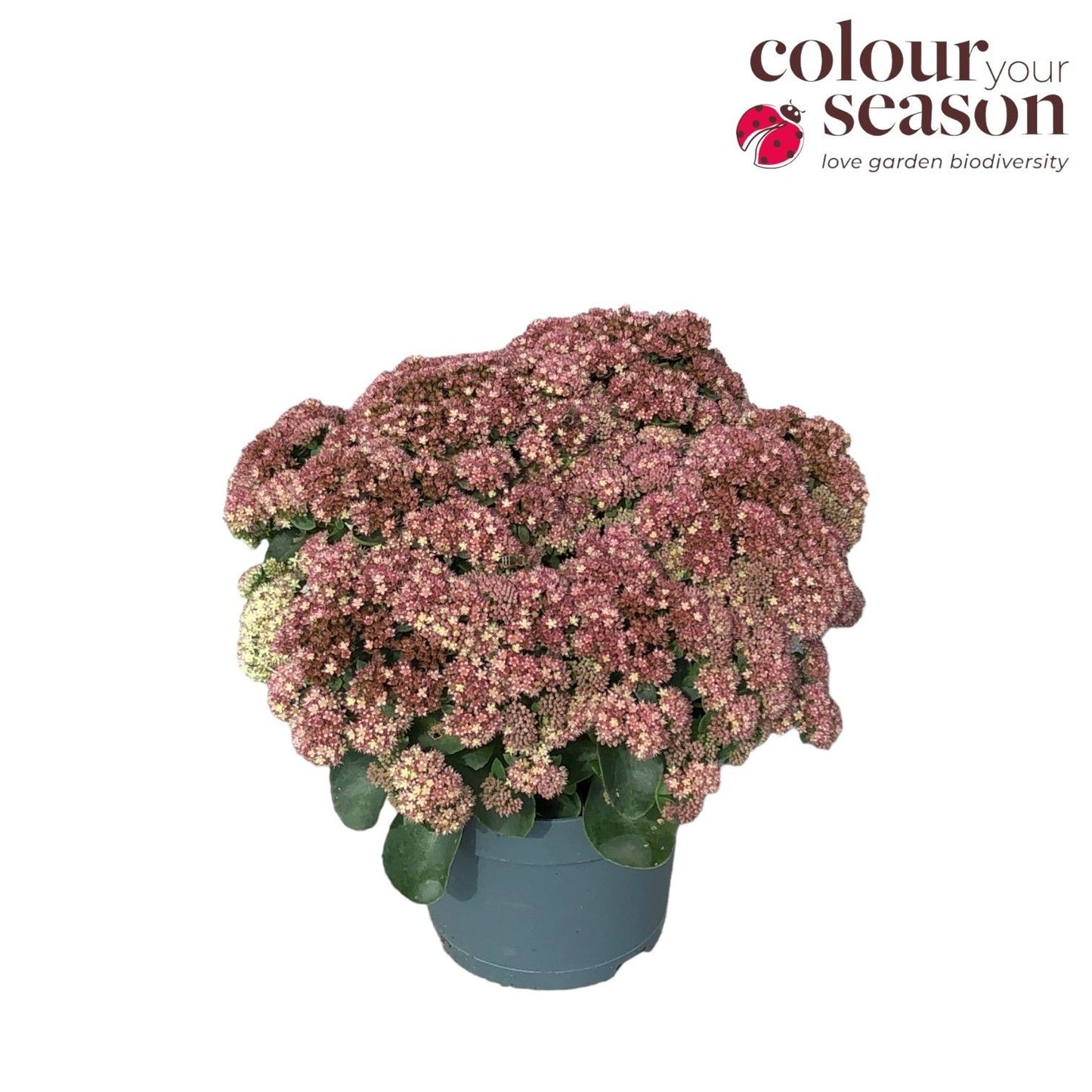 Sedum album mix 35cm 19cm Pot