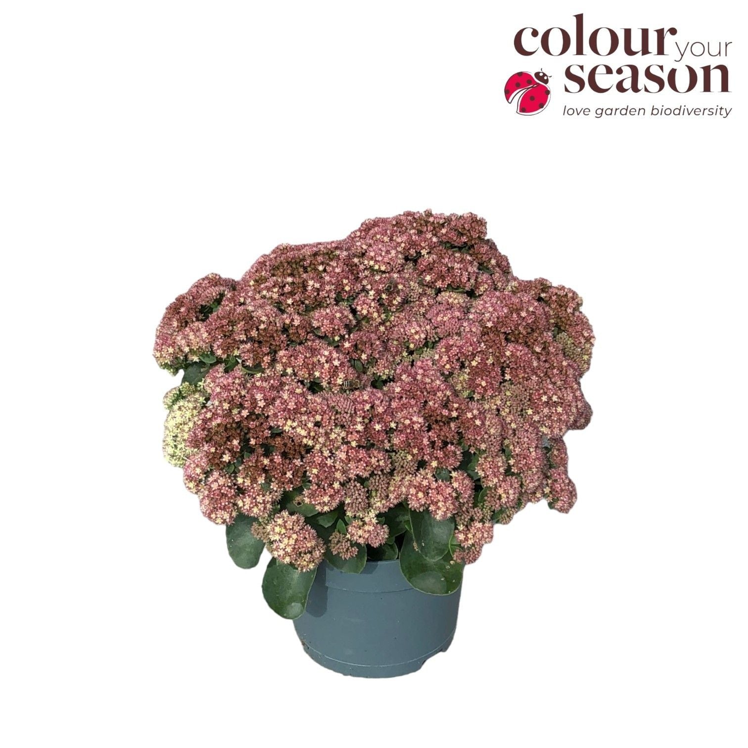 Sedum album mix 35cm 19cm Pot