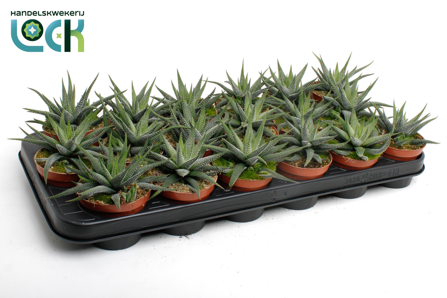 Haworthia Concolor 10cm Special Pot (508)