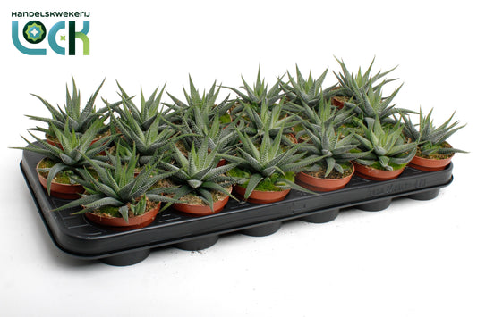 Haworthia Concolor 10cm Special Pot (508)