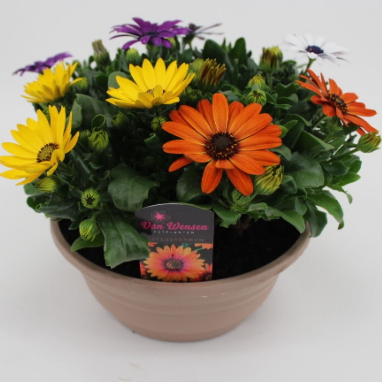 Osteospermum Margarita mix 24cm 21cm Pot