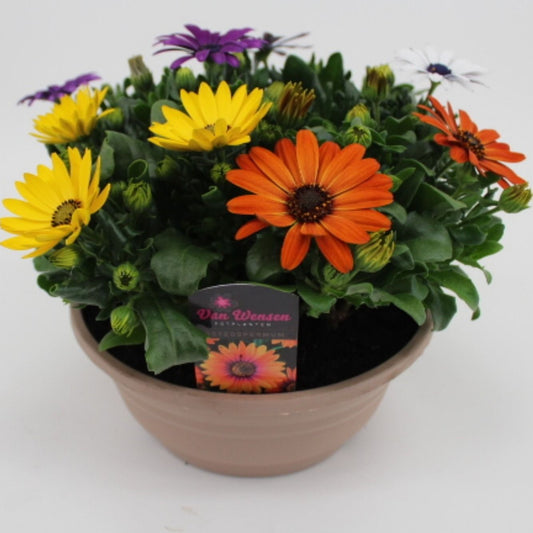 Osteospermum Margarita mix 24cm 21cm Pot