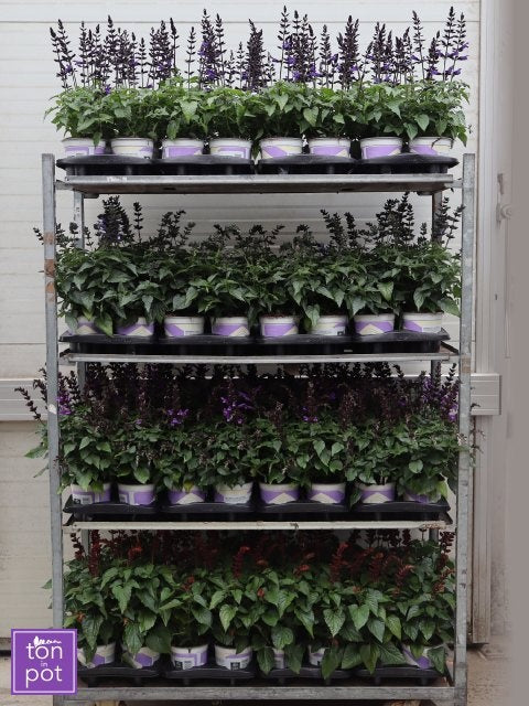 Salvia Salgoon mix 45cm 15cm Pot