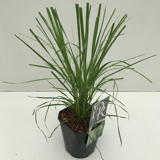 Cortaderia sel. Pumila 50cm 17cm Pot