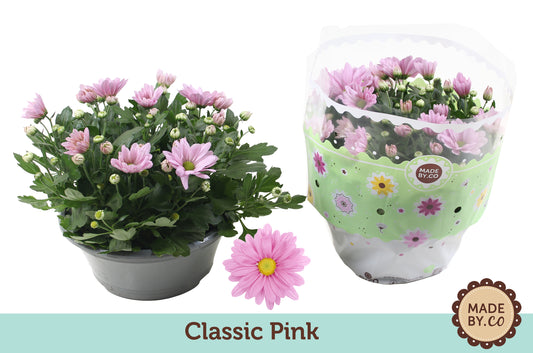 Chrysanthemum pink 27cm 23cm Pot