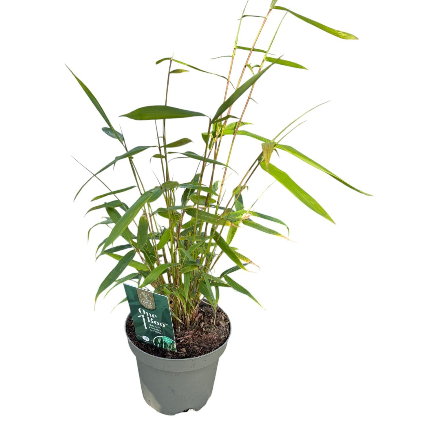 Fargesia Pingwu One Boo 40cm 14cm Pot