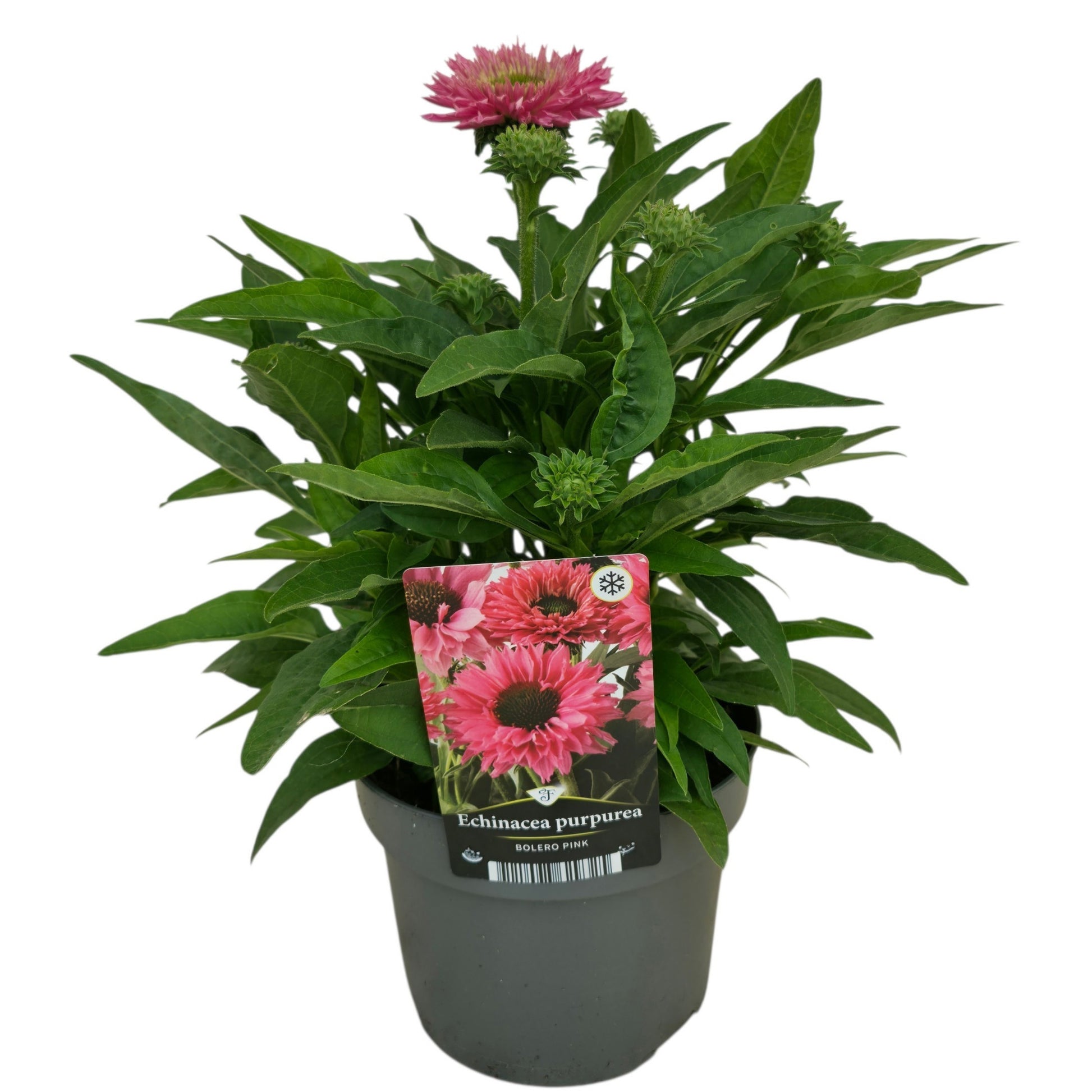 Eustoma Bolero Pink 50cm 17cm Pot