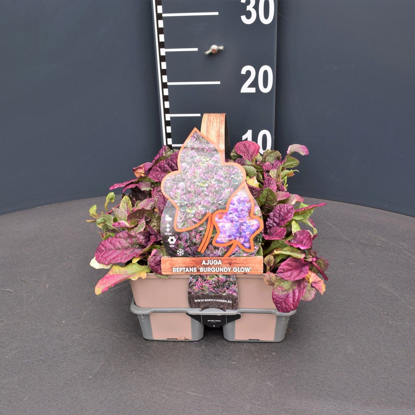 Ajuga rep. Burgundy Glow 6-pack 5cm 9cm Pot