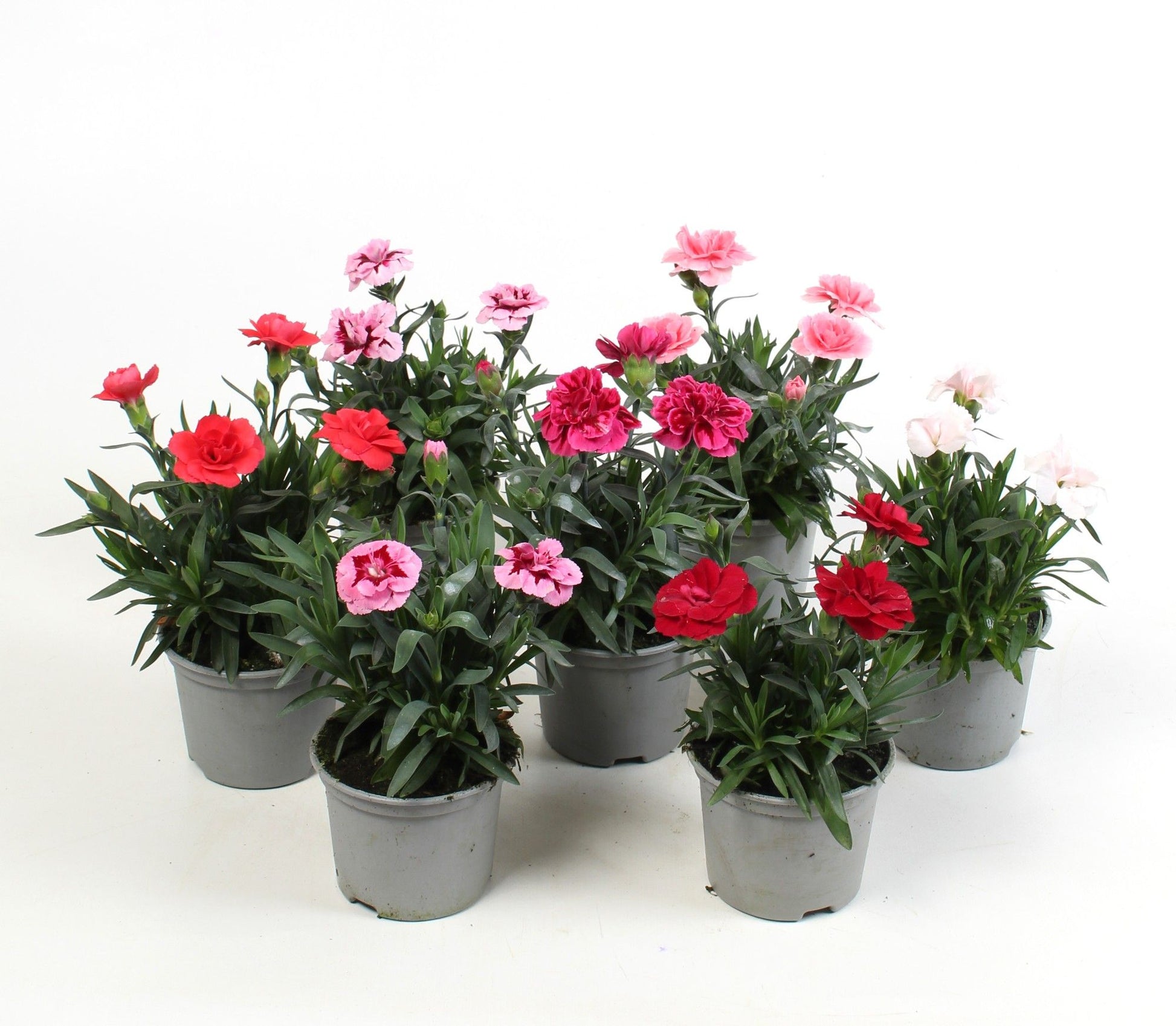 Dianthus 5 colors mix 15cm 9cm Pot