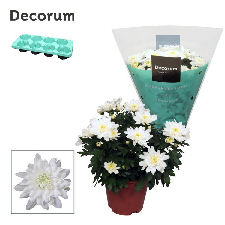 Chrysanthemum Chrystal White 25cm 13cm Pot