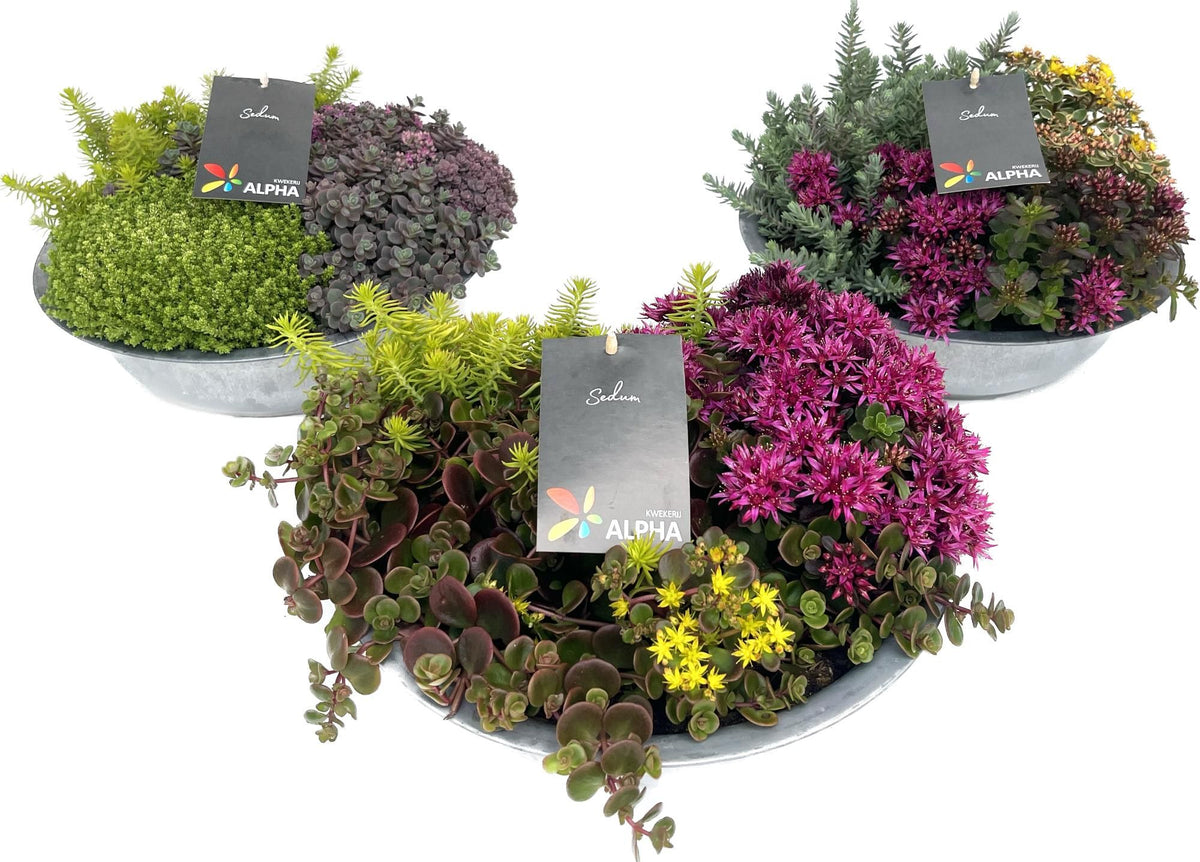 Sedum mix 20cm 29cm Pot